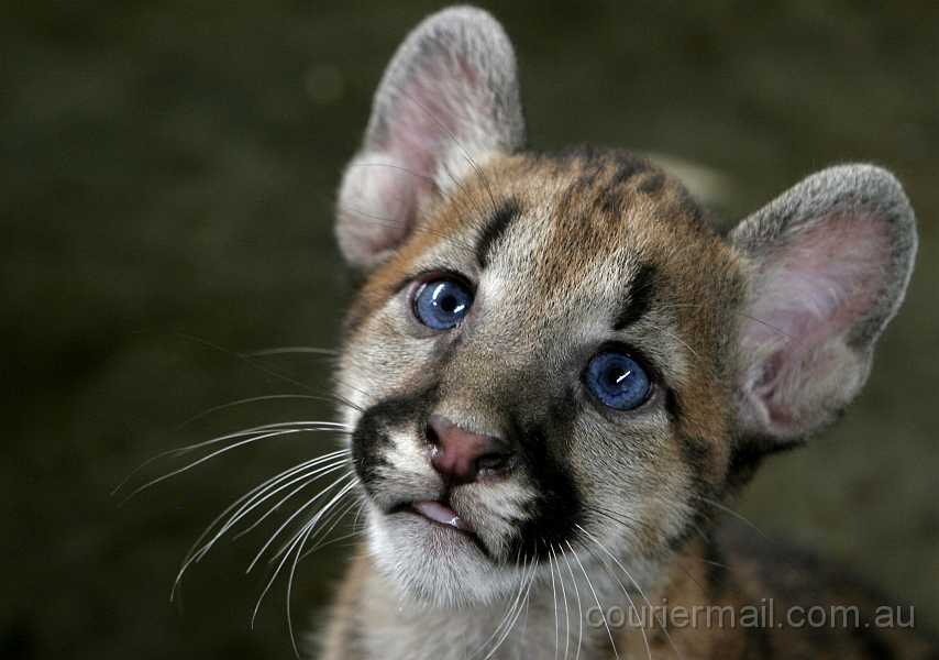 pumas Estúpido pumas Estúpido